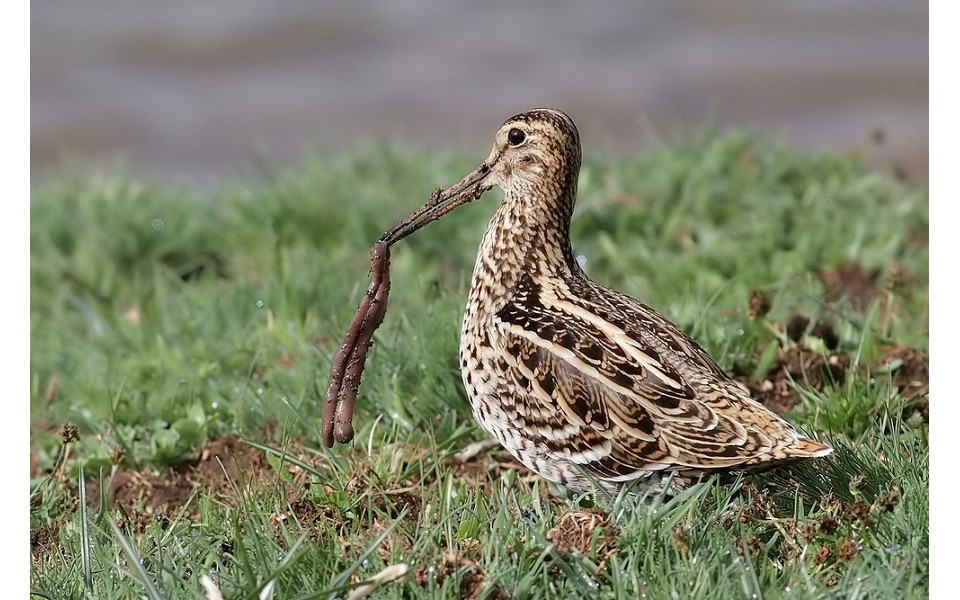 L'uccello più veloce del mondo? Caccia L'uccello più veloce del mondo? Caccia