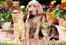 Gattini e CANE.jpg
