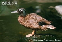 Male-Laysan-duck.jpg Male-Laysan-duck.jpg