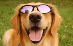 CANE SUZI 2.jpg