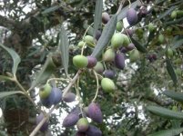 olive3.jpg