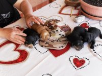 i cuccioli crescono 004.jpg