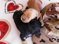i cuccioli crescono 005.jpg