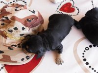 i cuccioli crescono 006.jpg