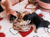 i cuccioli crescono 007.jpg
