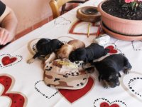 i cuccioli crescono 008.jpg