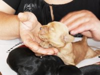 i cuccioli crescono 012.jpg