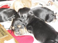 i cuccioli crescono 013.jpg