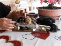 i cuccioli crescono 009.jpg