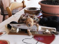 i cuccioli crescono 010.jpg