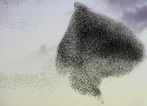 storni_in_volo.jpg