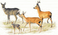 Ungulati.gif Ungulati.gif