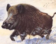 cinghiale.jpg cinghiale.jpg