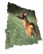 capriolo_maschio.jpg capriolo_maschio.jpg