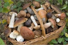 porcini.jpg