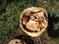 BOLETUS 27.6.14.jpg
