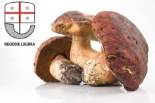 Porcini.jpg