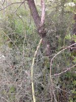 pomeriggio asparagi.jpg pomeriggio asparagi.jpg