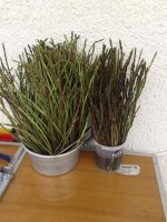 asparagi un bel mazzetto.jpg asparagi un bel mazzetto.jpg