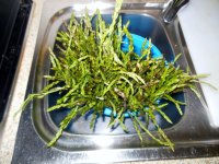 DSCN2547.jpg