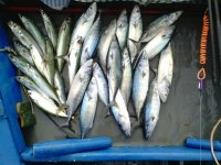 IMG_20130909_084545.jpg