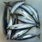 Pesca3.jpg