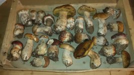20161007_164820_resized_2 (1).jpg