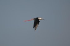 DSC_1138.jpg