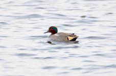 DSC_0448.jpg