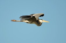 DSC_0994.jpg