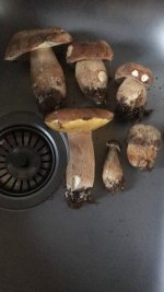 ImageUploadedByTapatalk1527013625.0484.jpg