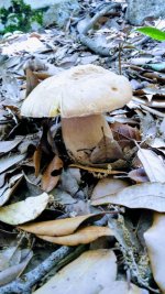 Clicca sull'immagine per ingrandirla.   Nome:   20180629_144118.jpg  Visite: 1  Dimensione: 64.8 KB  ID: 1821349