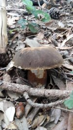 Clicca sull'immagine per ingrandirla.   Nome:   20180629_144118.jpg  Visite: 1  Dimensione: 64.8 KB  ID: 1821349