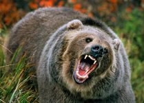 north-america-grizzly-bear-625x450.jpg
