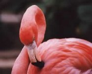 Fenicottero Rosa