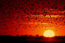 La migrazione e gli uccelli migratori – LO STUDIO DELLE MIGRAZIONI