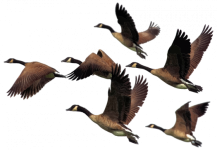 Uccelli-in-migrazione-525x364.png
