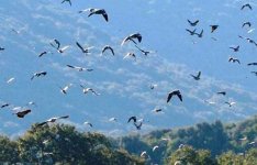 TAR LOMBARDIA: ANNULLATI I PROVVEDIMENTI DI INDIVIDUAZIONE DEI VALICHI VIETATI ALLA CACCIA