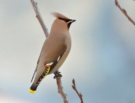 Beccofrusone (Bombycilla garrulus)