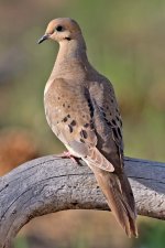 Mourning_Dove_2006.jpg