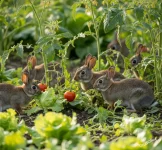 Nuove specie aliene provenienti dall' estero arrecano danni all' agricoltura