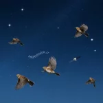 Parco del Conero: Monitoraggio Aereo con Ecoradar e Satelliti