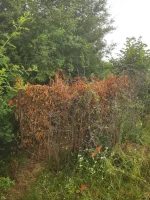 IMG_20250711_125040.webp
