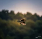 La migrazione del Tordo Bottaccio