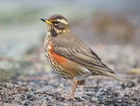 Report di Ricerca: Il Tordo Sassello (Turdus iliacus) e la Sua Migrazione