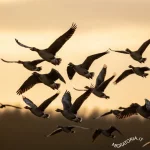 La maggioranza propone di ampliare le specie cacciabili con un nuovo emendamento