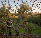 La caccia agli storni e i danni che causano all' agricoltura