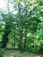 2012-08-23 09.53.07.jpg