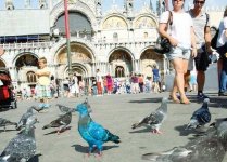 Biennale-Venezia-2012-piccioni-colorati.jpg