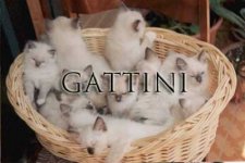 gattini_1.jpg